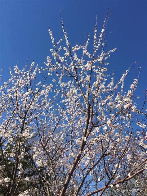 開桃花|桃花開